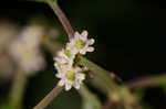 Common winterberry